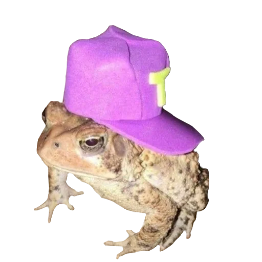 animal amphibian frog