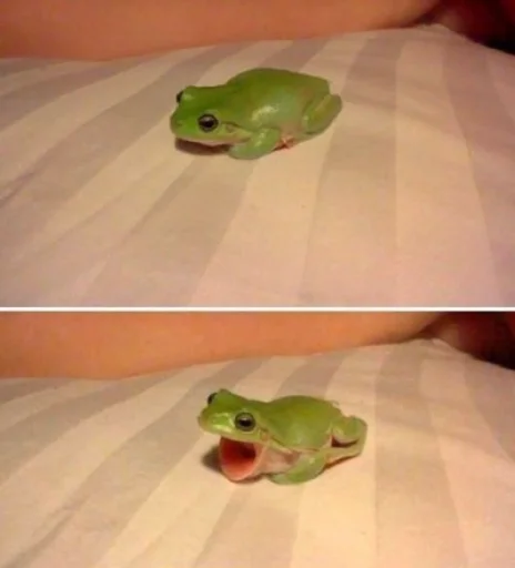 animal frog amphibian