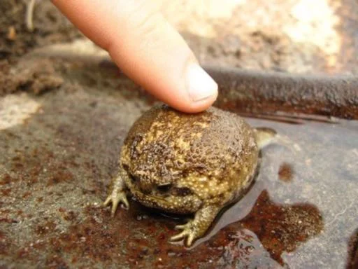 animal frog amphibian
