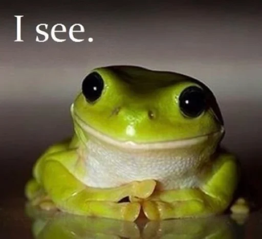 frog amphibian animal