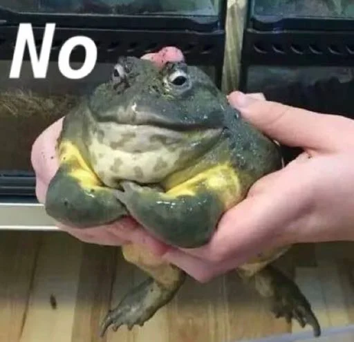 animal frog amphibian