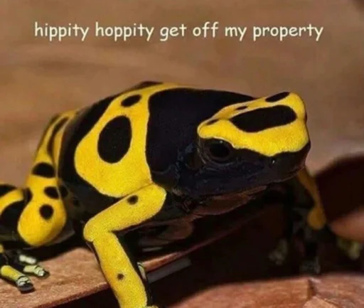 animal amphibian frog