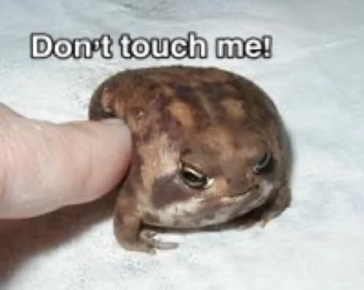 animal frog amphibian