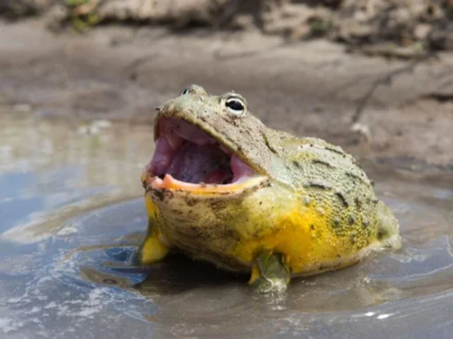 animal outdoor water