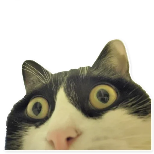 Sticker В ебало дам by @fStikBot - 4