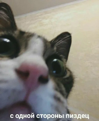 Sticker В ебало дам by @fStikBot - 0