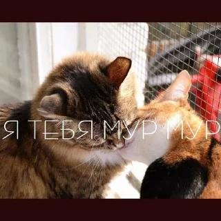 Стикер кусь - 9