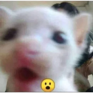 Стикер Солянка | @m1khailbr_stickerbot - 9