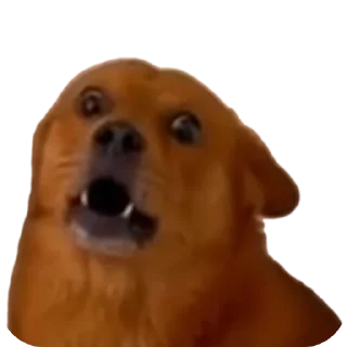 собака животное порода собак