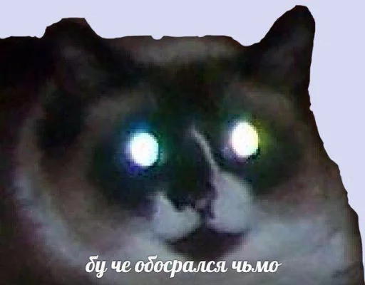 животное млекопитающее домашняя кошка