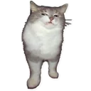 Fuckats - животное