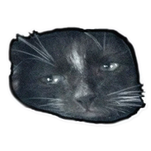 животное млекопитающее усы