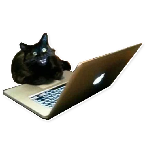 кошка компьютер животное