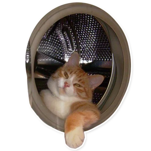 animal cat small to medium-sized cats