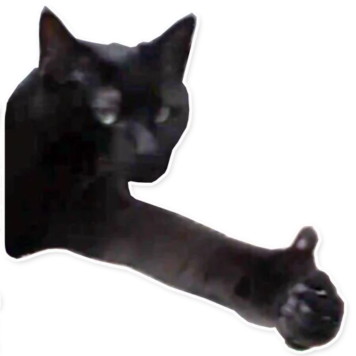 animal cat small to medium-sized cats