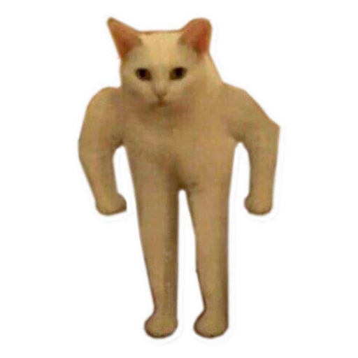 domestic cat small to medium-sized cats animal