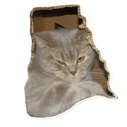 small to medium-sized cats felidae whiskers