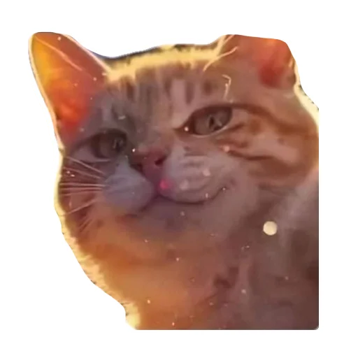 animal mammal small to medium-sized cats