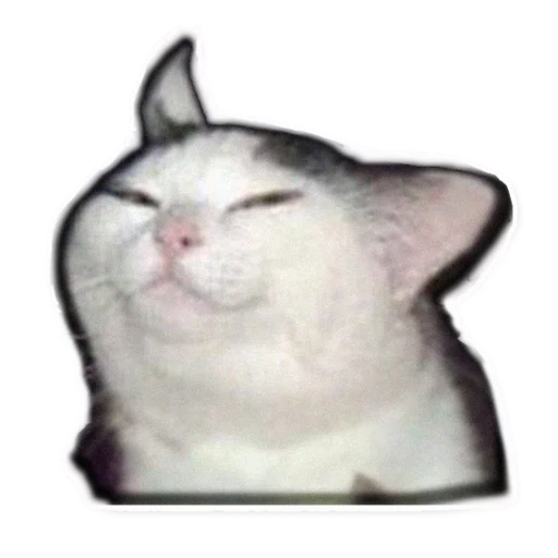 animal cat small to medium-sized cats