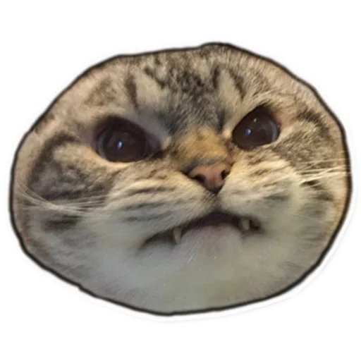 животное млекопитающее кошка