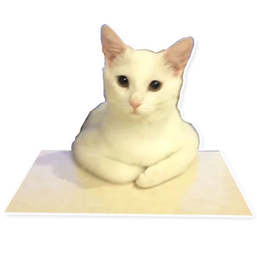 кошки малого и среднего размера кошачьи домашняя кошка