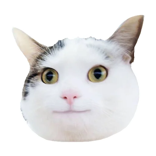 животное млекопитающее кошка