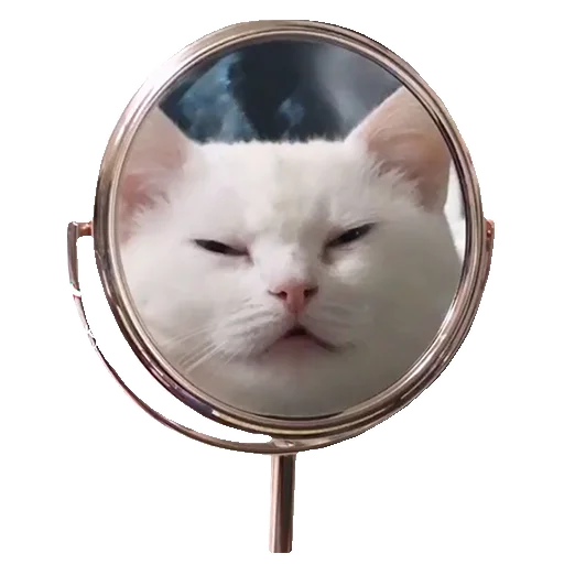 кошка животное зеркало