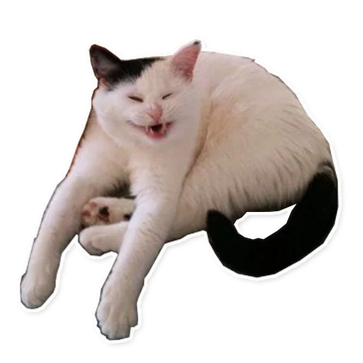 животное млекопитающее кошка