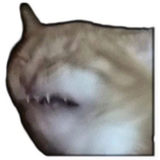 животное млекопитающее кошка