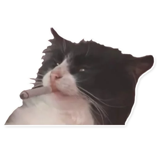 животное млекопитающее кошки малого и среднего размера