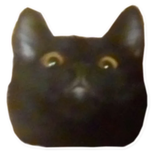 кошка кошки малого и среднего размера кошачьи