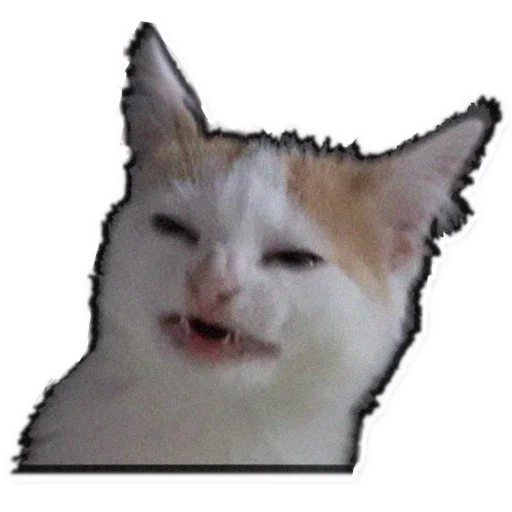 кошки малого и среднего размера млекопитающее животное