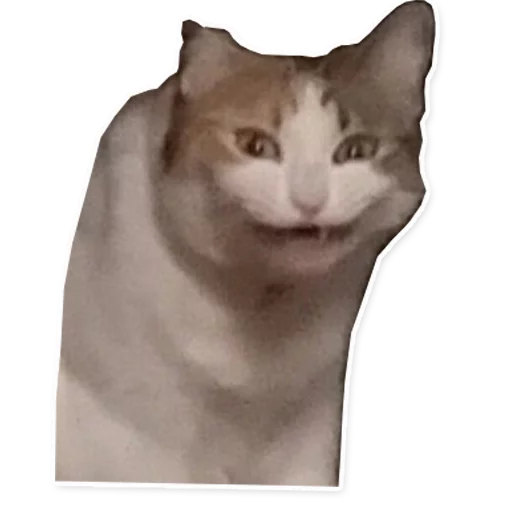 животное млекопитающее кошка