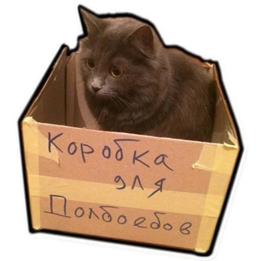 кошка животное кошки малого и среднего размера