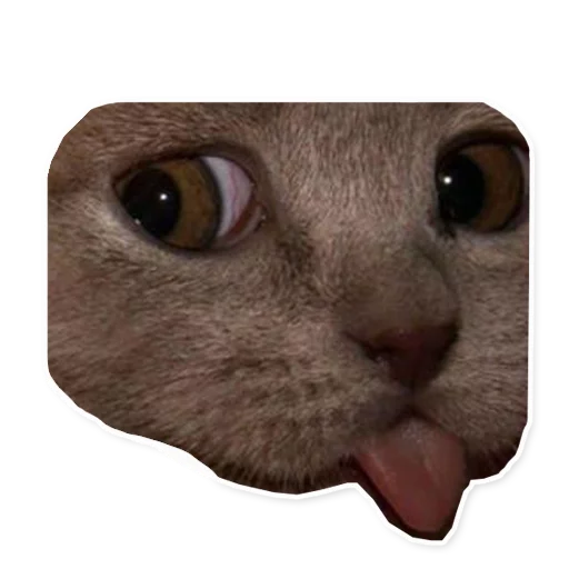 млекопитающее животное усы