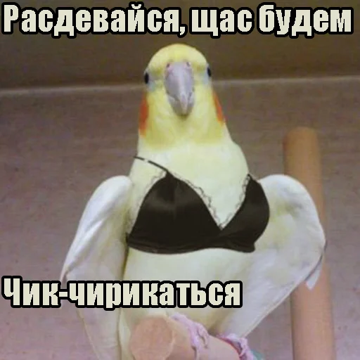 Sticker FuckinParrots - 1