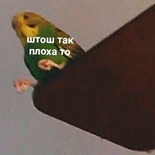 Стикер FuckinParrots - 1