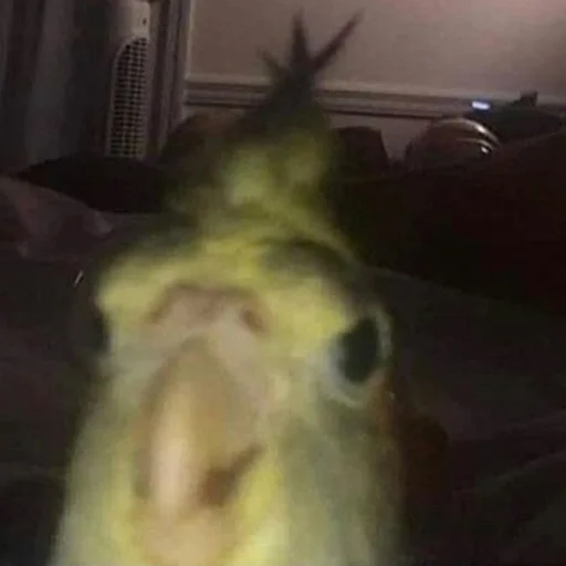 Sticker FuckinParrots - 1