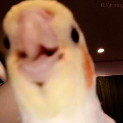 Стикер FuckinParrots - 1