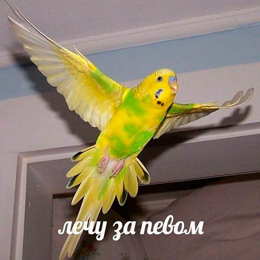 Sticker FuckinParrots - 1