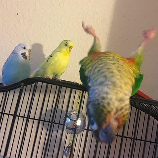 Sticker FuckinParrots - 1