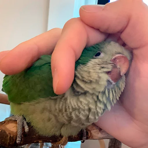 Sticker FuckinParrots - 1