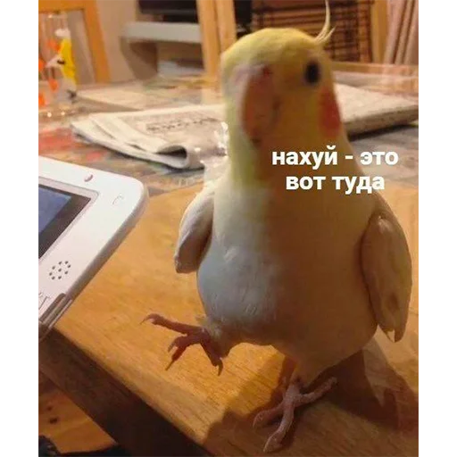 Sticker FuckinParrots - 1