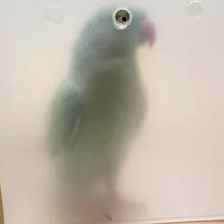 Стикер Parrots - 3