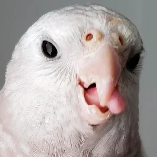 Стикер Parrots - 7