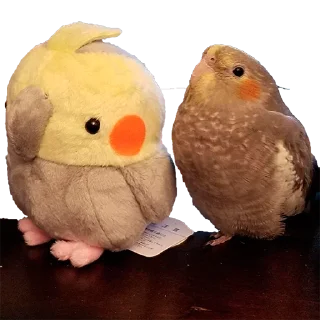 Стикер Parrots - 8