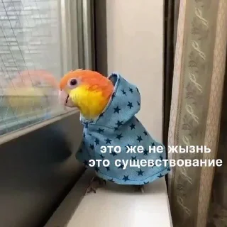 Стикер Parrots - 2