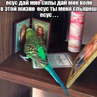 Стикер Parrots - 4