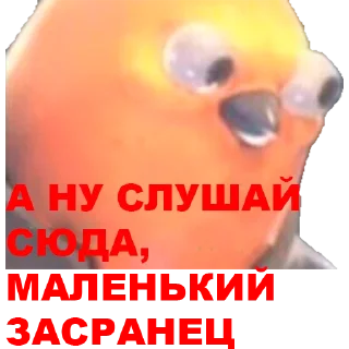 Стикер Parrots - 5