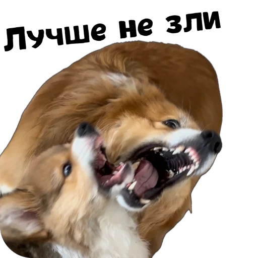 Sticker Fudzhin9 - 1